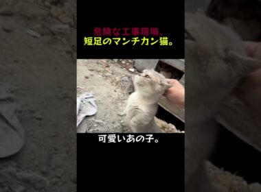 工事現場に捨てられた短足のマンチカン…。この子、飼ってもいいですか…？