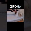 プリケツと浮き上がる足がたまらん🦭🍑 #shorts #子猫 #猫 #ラグドール #甘えん坊猫 #猫のいる暮らし