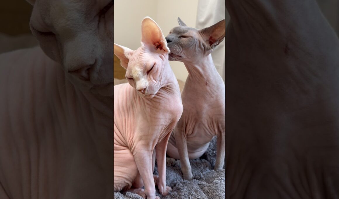 妹想いの優しい猫スルタン【スフィンクス】