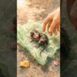 【感動】道端で震えていた生まれたばかりの子猫を保護した結果…🐾#Shorts #子猫 #保護猫 #猫 #cat