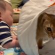 【どっちも0歳】キャットトンネルで遊ぶ猫のももと赤ちゃん【子猫と赤ちゃん】