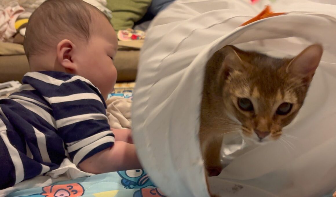 【どっちも0歳】キャットトンネルで遊ぶ猫のももと赤ちゃん【子猫と赤ちゃん】