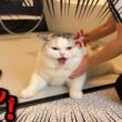 大嫌いなお風呂をガチで嫌がりまくるお猫様がこちら