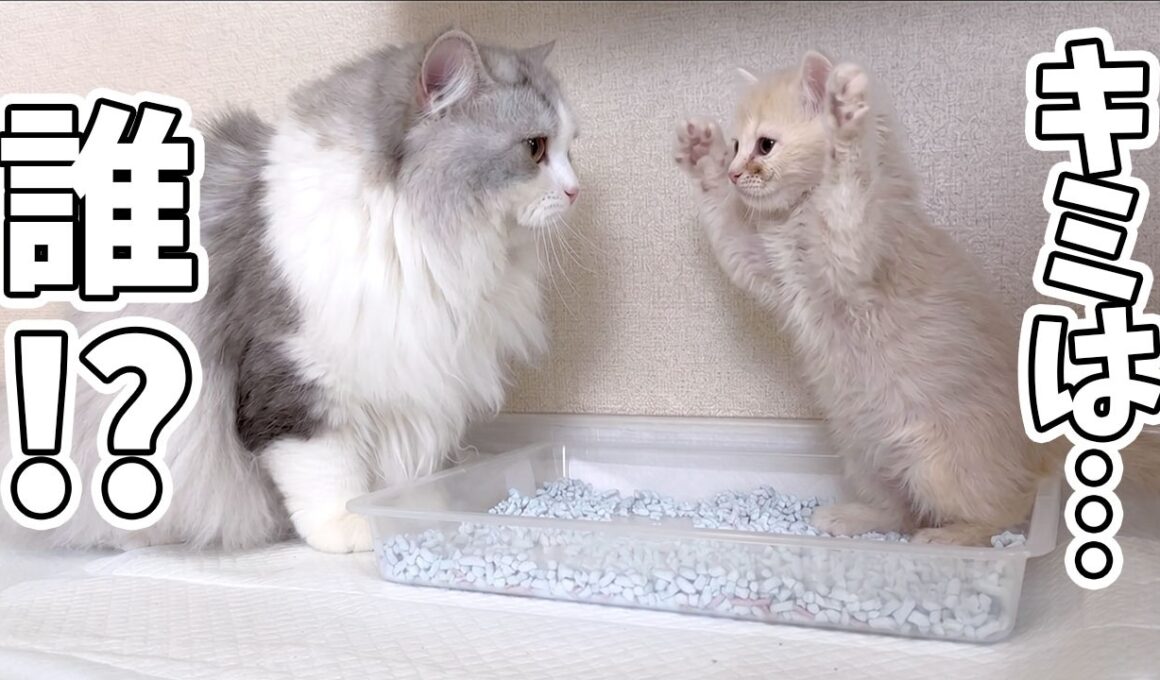 生まれて初めて自分より小さい子猫に出会った子猫がこうなりました…w