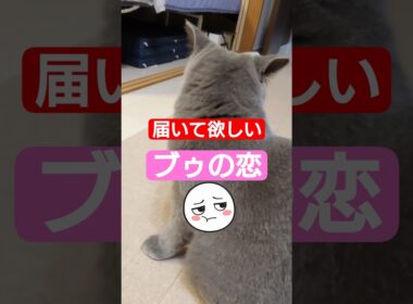 【ブゥの後ろ姿を見つめるブゥ】#ねこ #かわいい#ベンガル#ブリティッシュショートヘアー