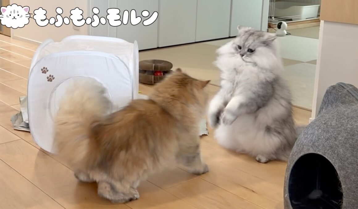 微笑ましい猫バトルをご覧ください 【サイベリアン】