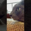 【ロシアンブルー】梅雨入り...雨の日曜日☂️めろんはまったり穏やかに過ごしました🥹【猫】#shorts