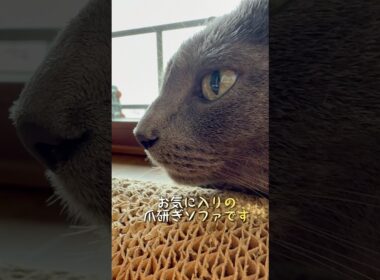 【ロシアンブルー】梅雨入り...雨の日曜日☂️めろんはまったり穏やかに過ごしました🥹【猫】#shorts