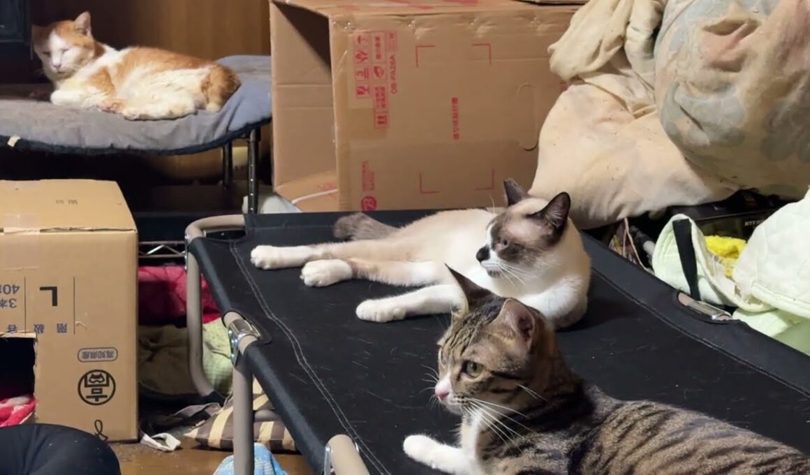 コットから、テレビを観るシャム猫のパンダとキジシロのルル