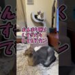ニャン斗の拳44 ～梅雨入りを嘆く世紀末兄弟～ #shorts #猫 #アビシニアン