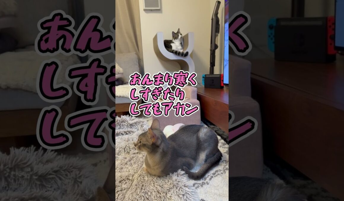 ニャン斗の拳44 ～梅雨入りを嘆く世紀末兄弟～ #shorts #猫 #アビシニアン