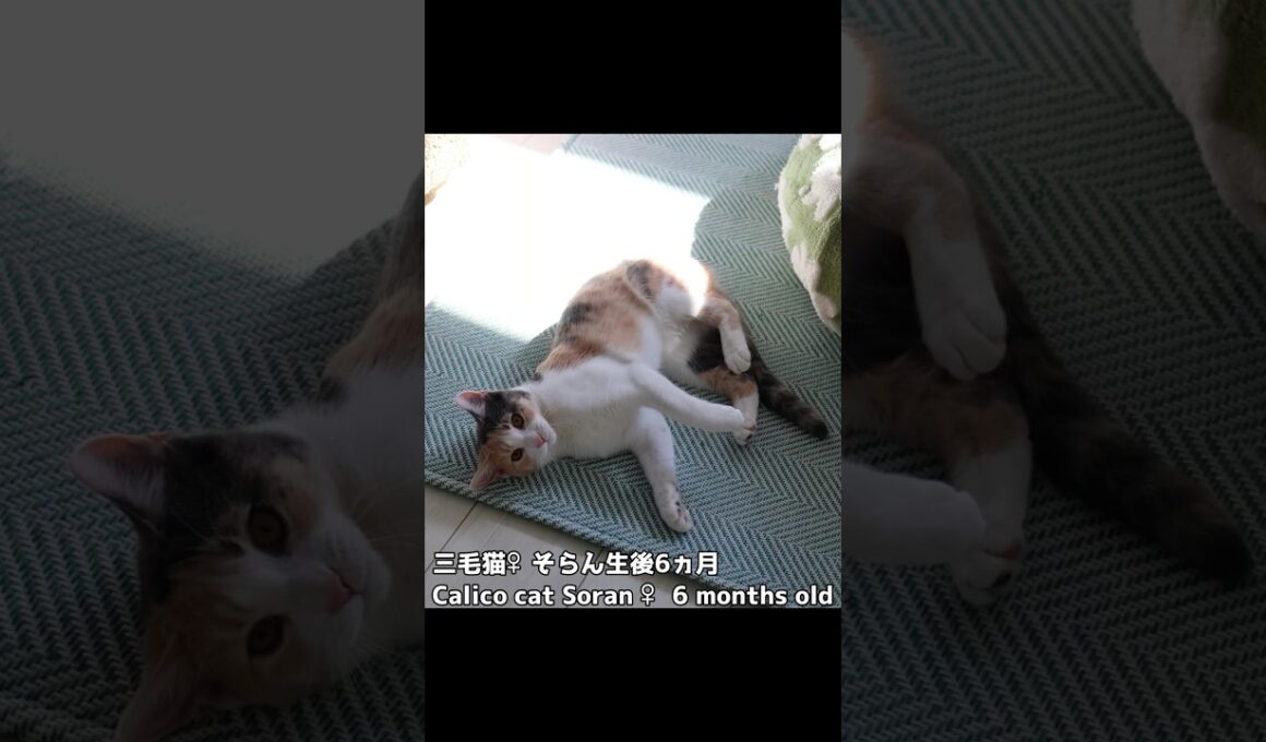 段ボールガジガジそらん✨）199 #保護猫 #猫 #cat #kitten #子猫 #猫部