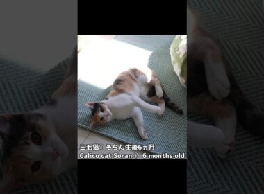 段ボールガジガジそらん✨）199 #保護猫 #猫 #cat #kitten #子猫 #猫部