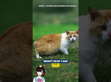 Cymric Cat: Kucing Tanpa Ekor yang Mirip Bola Kapas!