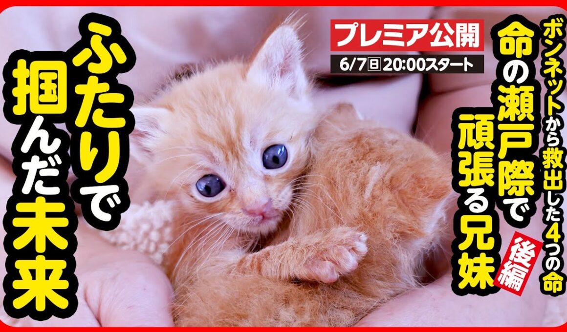 【子猫 保護】ボンネットから救出した命...ふたりが掴んだ幸せな未来【後編】
