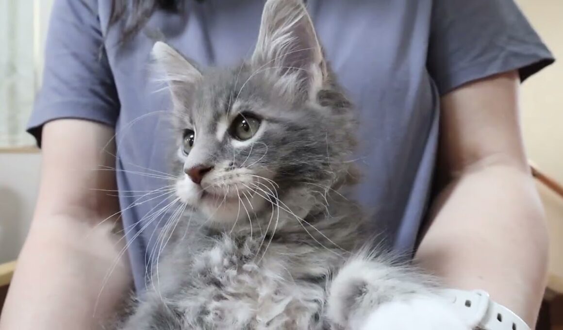 ブルーのメインクーン子猫モン君お渡し