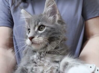 ブルーのメインクーン子猫モン君お渡し