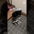 柴犬の散歩前、玄関に現れた子猫…その後家族になりました。　#柴犬　#黒柴　#保護猫　#犬のいる暮らし #犬のいる暮らし