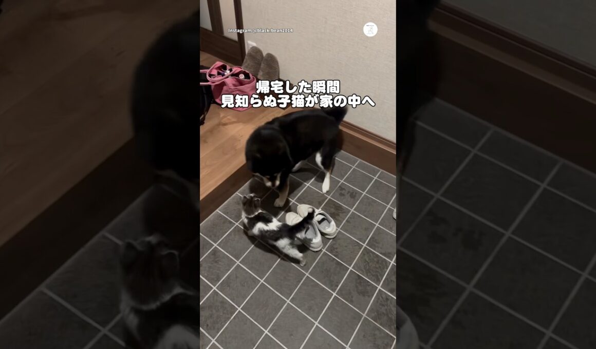 柴犬の散歩前、玄関に現れた子猫…その後家族になりました。　#柴犬　#黒柴　#保護猫　#犬のいる暮らし #犬のいる暮らし