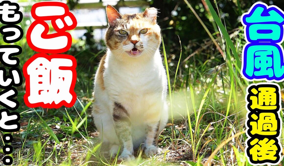 【台風 通過直後】孤独に生きる三毛猫にご飯をもっていくと・・・ さくらねこへのエサやり 保護猫シェルターの猫たち 【視聴だけでも猫を助けることにもなります】支援者様 視聴者様 猫たちに神のご加護を！