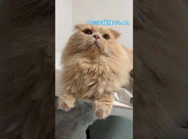 子猫が先住猫に猛アタックした結果…🐱【3日目後編】#猫動画#癒し#cat#subscribe#shorts#猫のいる暮らし#猫