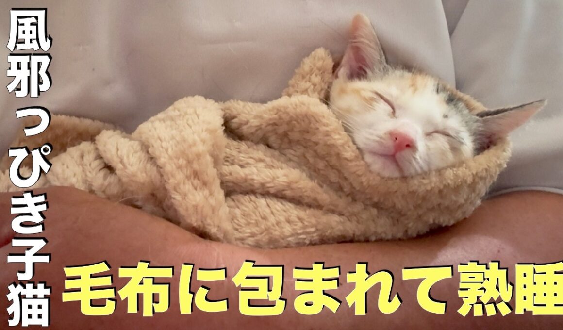 【子猫ブリトー】毛布でくるまれて眼軟膏を塗られたら、そのまま寝てしまった子猫