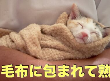 【子猫ブリトー】毛布でくるまれて眼軟膏を塗られたら、そのまま寝てしまった子猫
