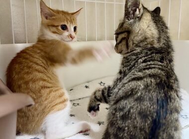 新しいお友達と意気投合？！にゃんプロが止まらない子猫【ひまわり＆屋台兄弟日記】New friends! Unstoppable kitten wrestling