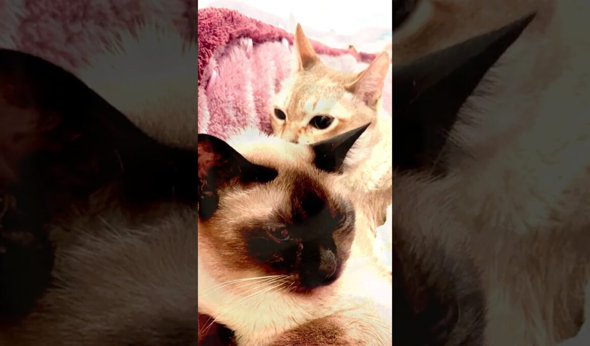 たぬき猫に抱きついて一緒に寝るのかと思ったらガブッとしちゃうシンガプーラなのにゃ♪ #cat #シンガプーラ #トンキニーズ#たぬき猫#singapura#tonkinese