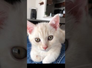 膝の上でリラックスし過ぎた子猫がとんでもない姿に…！　#テアタイム