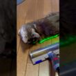【ダイソンにゃんか怖くにゃい❗️】掃除機、怖がりません。また床暖入れたので、まったり動かず。邪魔😅#egyptianmaucat #エジプシャンマウ #エジプシャンマウスモーク #shorts