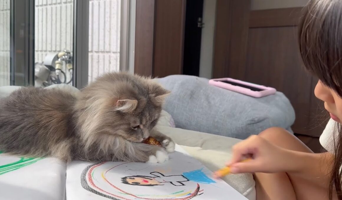 お絵描きを邪魔する猫　サイベリアンA cat interrupting someone's drawing. Siberian