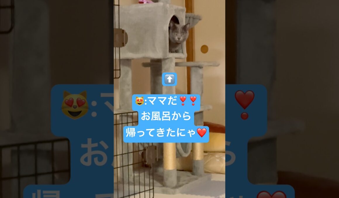 ママの匂いフェチな猫❤️ #猫 #ロシアンブルー #catshorts #shorts