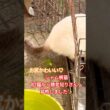 初猫！約１週間目モフ尻公開んふ♡あんニャも好きねぇ