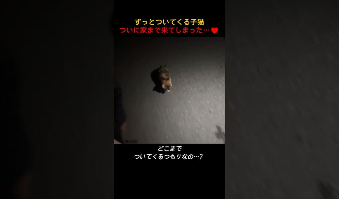ずっとついてくる子猫ついに家まで来てしまった…♥