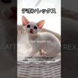 【デボンレックス】 #デボンレックス #devonrex #子猫 #ブリーダー #デボンレックスブリーダー #キャッテリー #cfa #shorts #youtubeshort #愛知 #猫 #cat