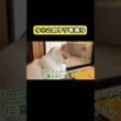 う○このケツを洗う　#猫 #おもしろ #アテレコ #ニャンチューバーつくし