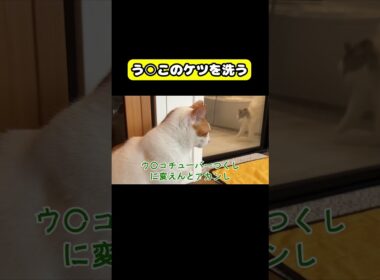 う○このケツを洗う　#猫 #おもしろ #アテレコ #ニャンチューバーつくし