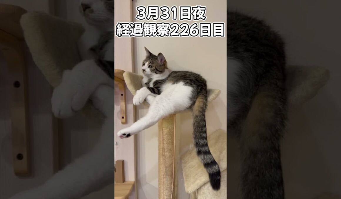ハルのFIP闘病記 投薬治療終了! 経過観察226日目 #shorts #猫 #子猫