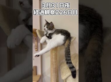 ハルのFIP闘病記 投薬治療終了! 経過観察226日目 #shorts #猫 #子猫