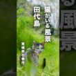 猫がいる風景＃２／ 田代島  #cat   #猫  #猫島