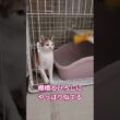 こはる、初めてケージから出たよ #保護猫 #好きな子猫 #元気になる動画 #cat #ねこ #元気お届け #猫のいる暮らし #三毛猫 #癒し