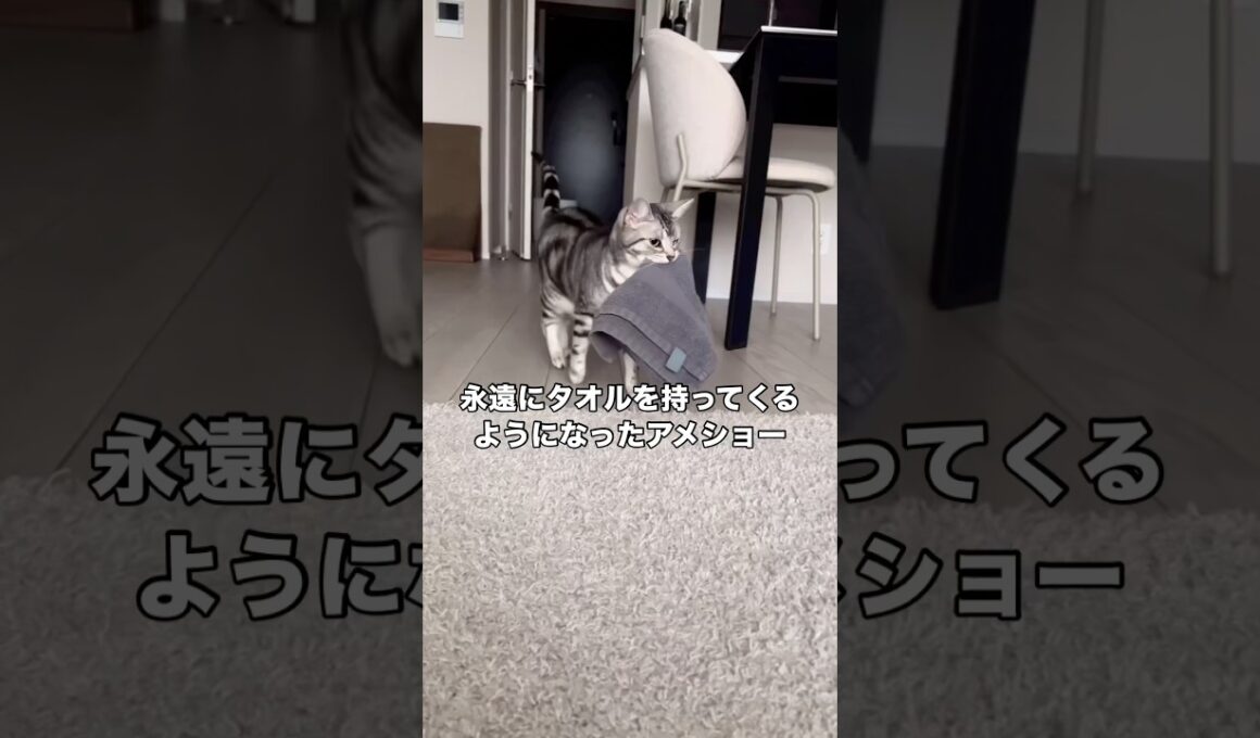 1度褒めてしまったら永遠とタオルを持ってくるようになってしまったアメショー #アメショー #アメリカンショートヘアー #猫 #shorts