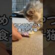 【子猫】初めておやつを食べた日 #cat  #kitten