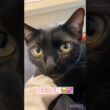 甘えん坊🩷黒猫ボンベイ　#cat #ねこ #ねこのいる暮らし #ねこのいる生活 #ねこ動画 #猫 #猫好きさんと繋がりたい #かわいい #癒やし