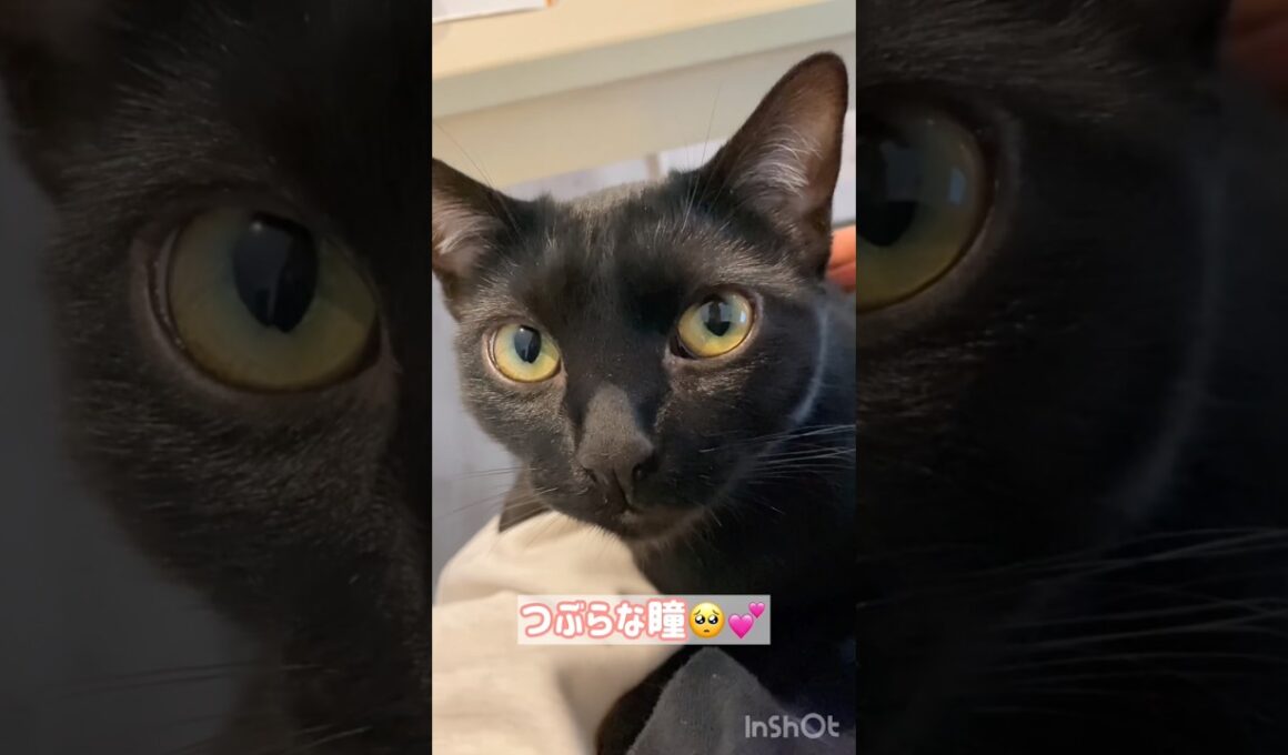 甘えん坊🩷黒猫ボンベイ　#cat #ねこ #ねこのいる暮らし #ねこのいる生活 #ねこ動画 #猫 #猫好きさんと繋がりたい #かわいい #癒やし