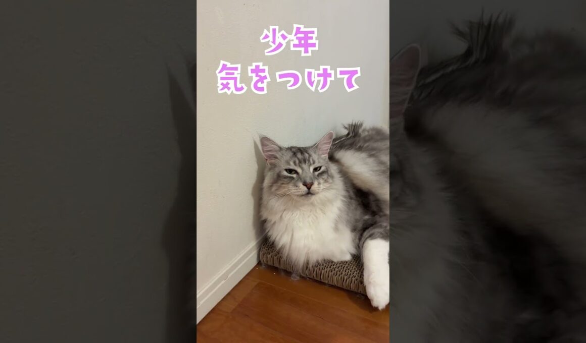 朝少年を玄関まで見送る大型猫#shorts