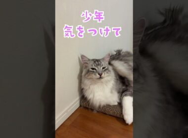朝少年を玄関まで見送る大型猫#shorts