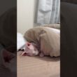 上手にベッドで眠る猫アレクサンドラ【スフィンクス】