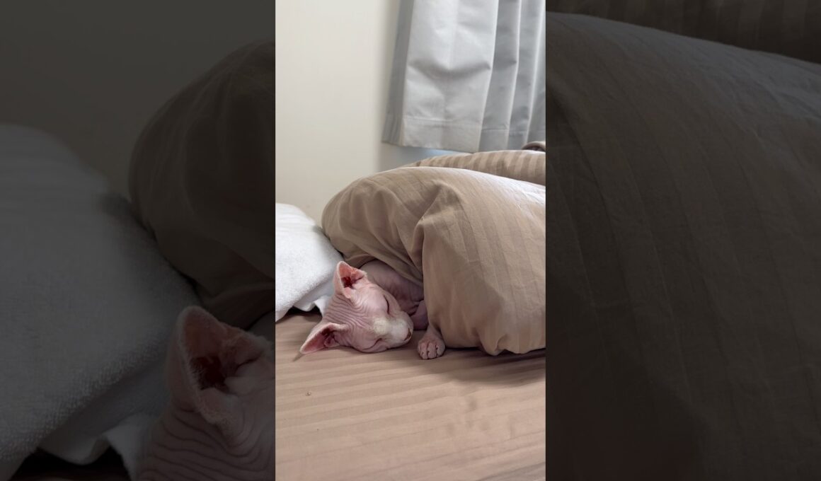 上手にベッドで眠る猫アレクサンドラ【スフィンクス】